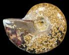 Cleoniceras Ammonite Fossil - Madagascar #44494-1